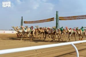 الهجن في مهرجان ولي العهد تتجاوز مسافة 14 ألف كيلومترًا