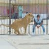 بعد الهجوم على جده.. شاهد أصغر مدرب أسود في مصر وسط وحوشه