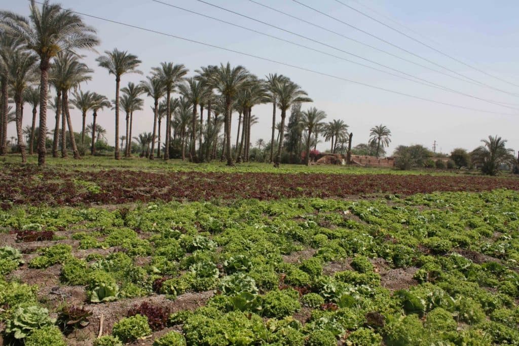 مصرية تلد خمسة توائم في حال جيدة