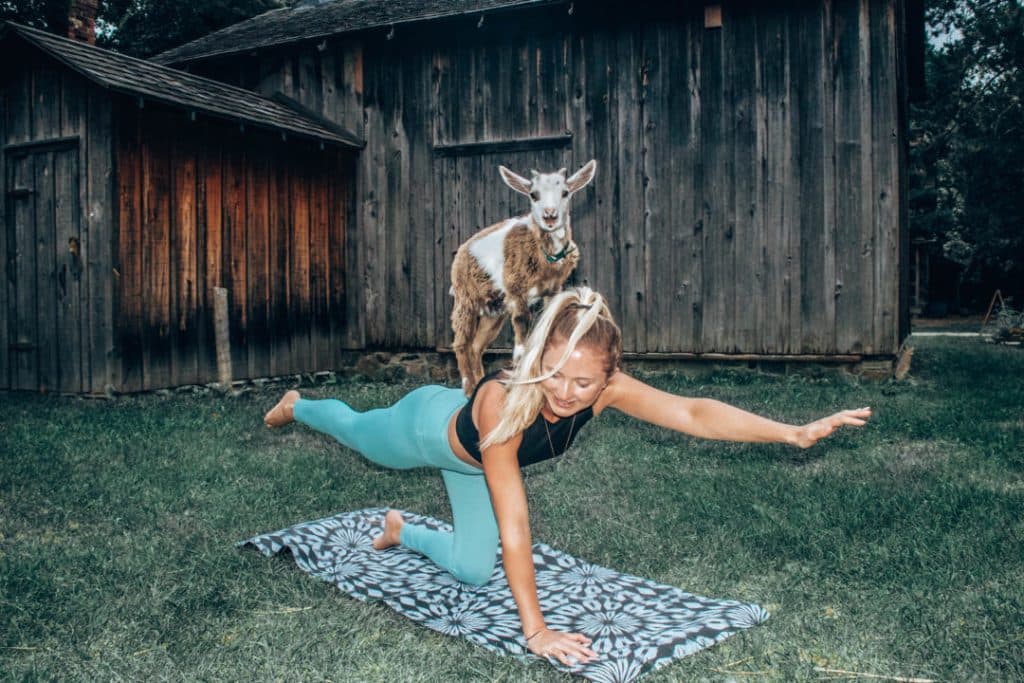 adorable-goat-yoga-13-1080×720