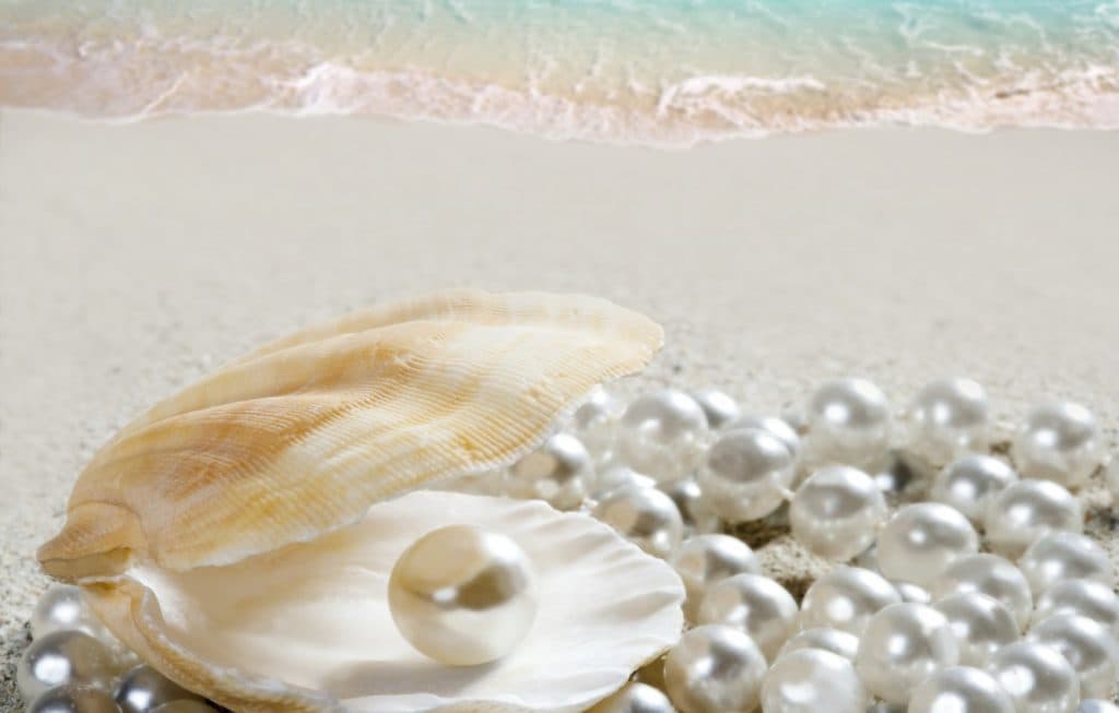 seashell-perl-beach-sea-shore-3548