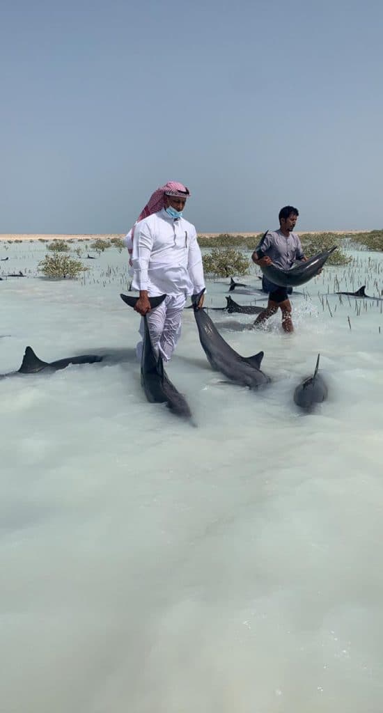إنقاذ عشرات الدلافين في شاطئ أملج