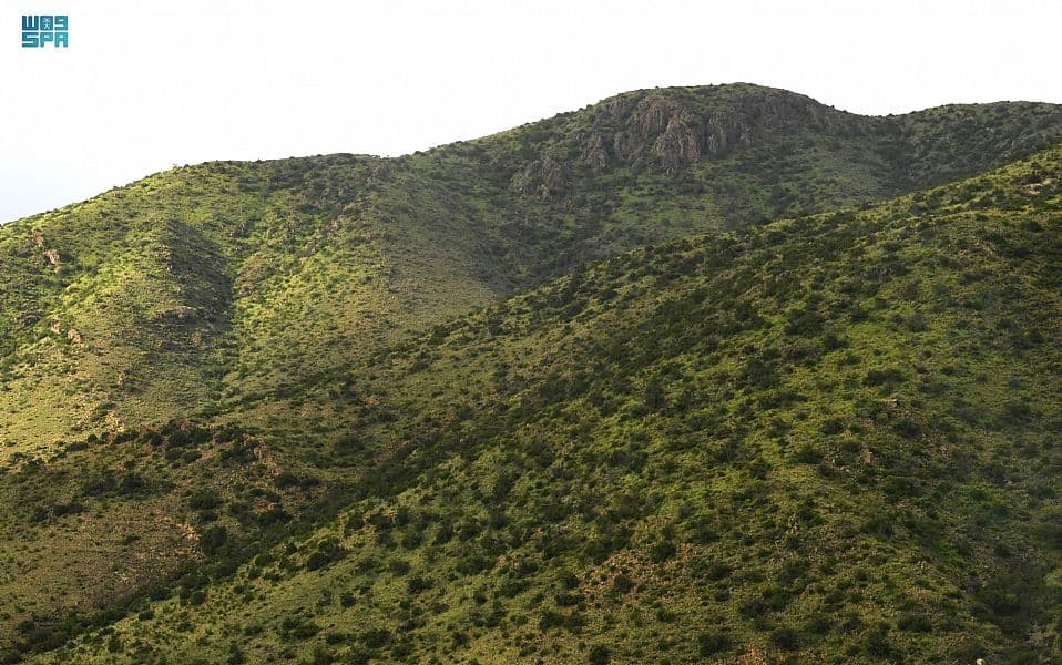 عسير .. لوحات خضراء في السهل والجبل
