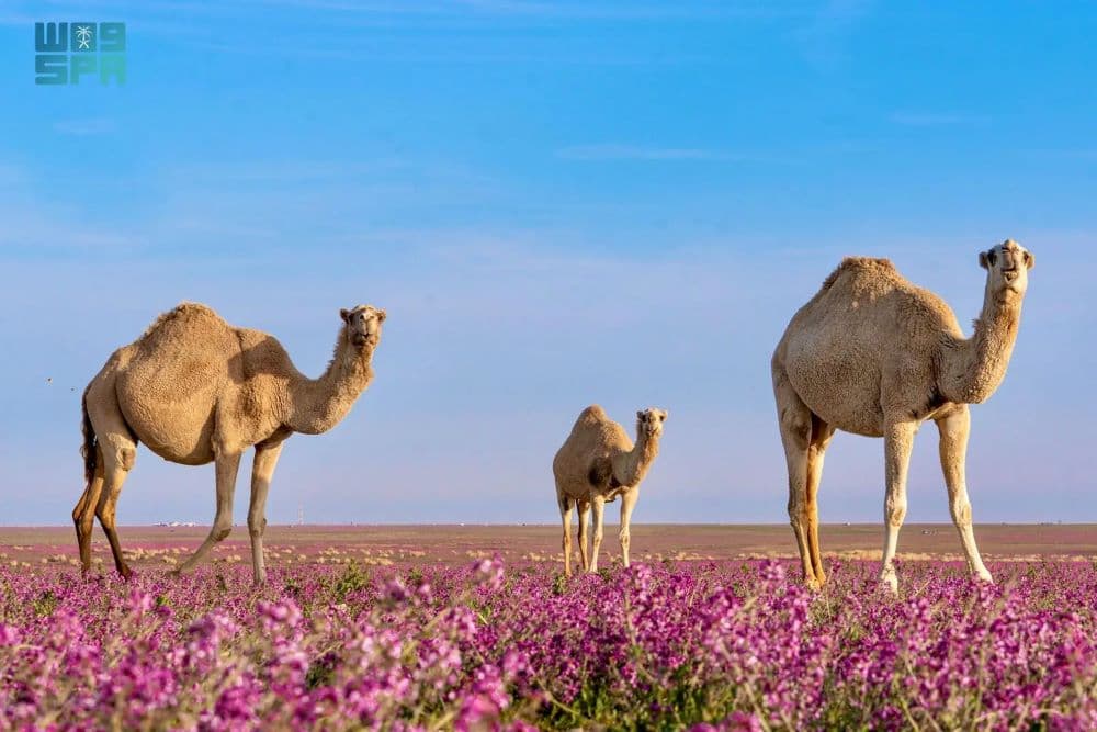 الإبل والخزامى.. لوحة جمالية في الصحاري الشمالية