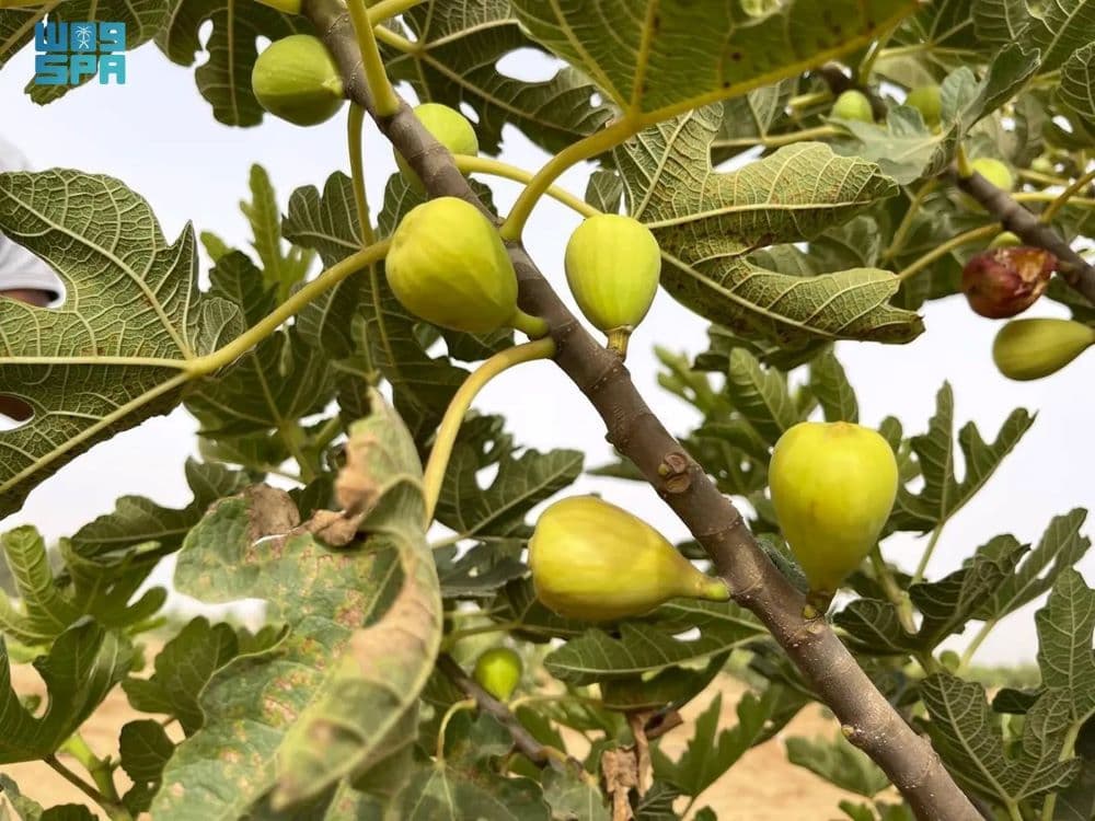 جازان.. سلة فواكه المملكة