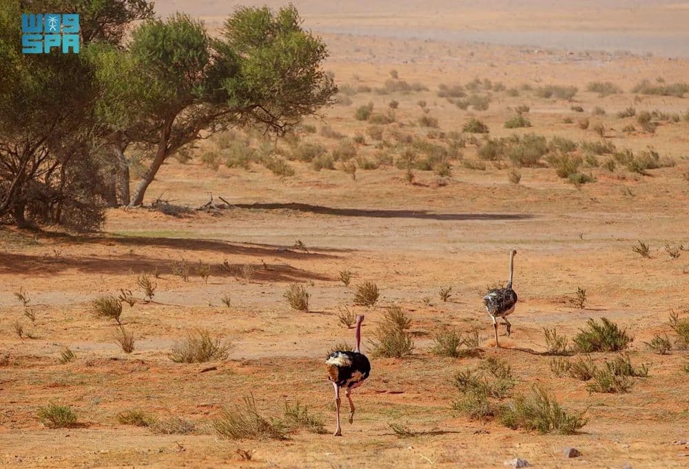 محمية الإمام تركي بن عبدالله تسترضي الطبيعة