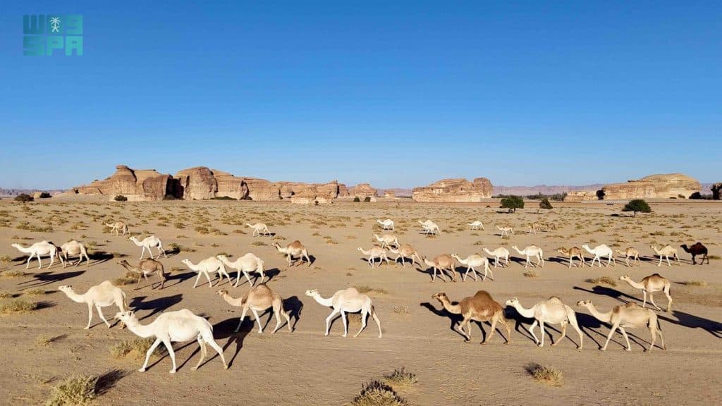 الإبل في المملكة.. علاقة أبدية خلدتها النقوش الصخرية