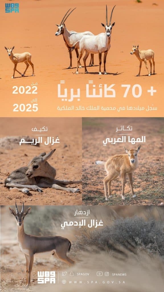 محمية الملك خالد الملكية تشهد ولادة 74 حيوانًا بريًا من 2022 حتى منتصف الربع الثاني من 2025