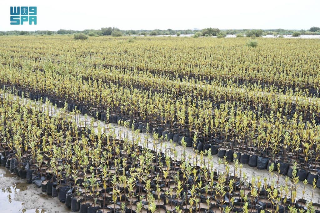 “تنمية الغطاء النباتي” ينوّه بجهود المملكة في التشجير والحفاظ على الموارد البيئية وتنميتها