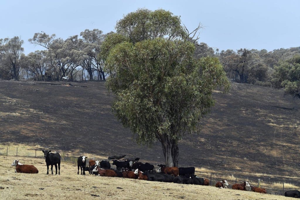 AUSTRALIA-WEATHER-FIRES