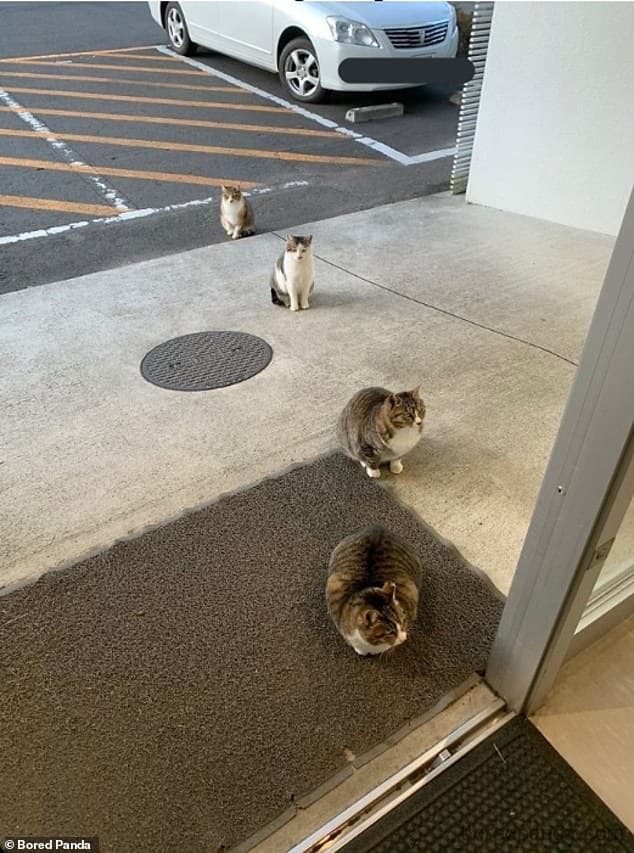 27322122-8230201-One_of_the_snaps_collated_by_Bored_Panda_show_cats_lining_up_wit-a-97_1587137265704