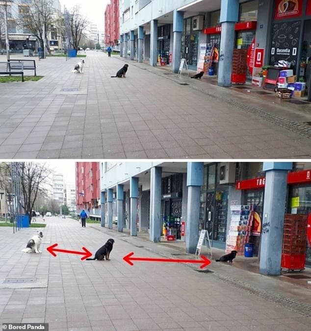 27322130-8230201-These_dogs_showcased_their_skills_in_Zagreb_Croatia_when_staying-a-99_1587137276774