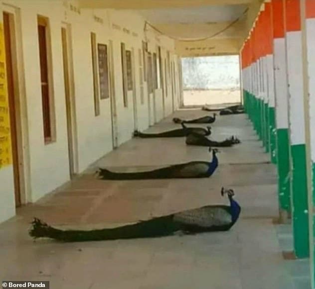 27322136-8230201-All_in_a_row_Peacocks_in_India_space_out_in_an_orderly_fashion_a-a-11_1587285936362