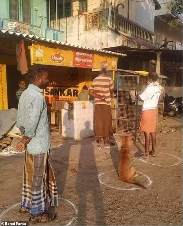 27322138-8230201-Good_boy_A_pet_dog_in_India_followed_a_store_s_social_distancing-a-98_1587137270968