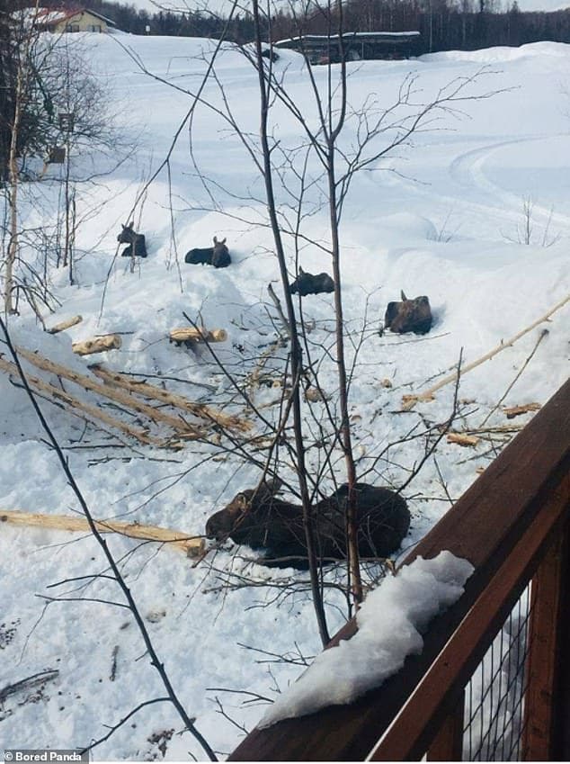 27322140-8230201-They_ve_nailed_it_Mooses_in_Talkeetna_Alaska_show_off_their_soci-a-96_1587137260109