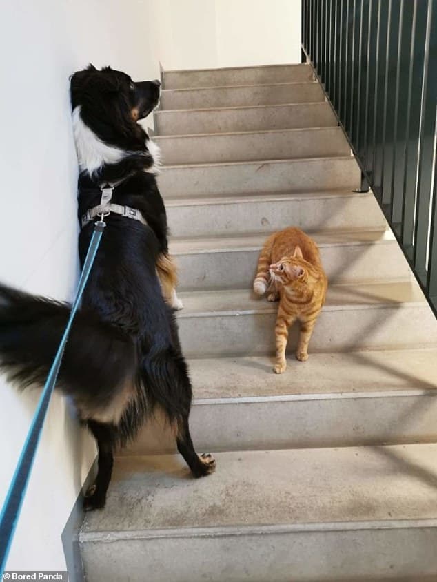 27322142-8230201-Scaredy_cat_A_seemingly_terrified_dog_in_Australia_backs_himself-a-94_1587137249275
