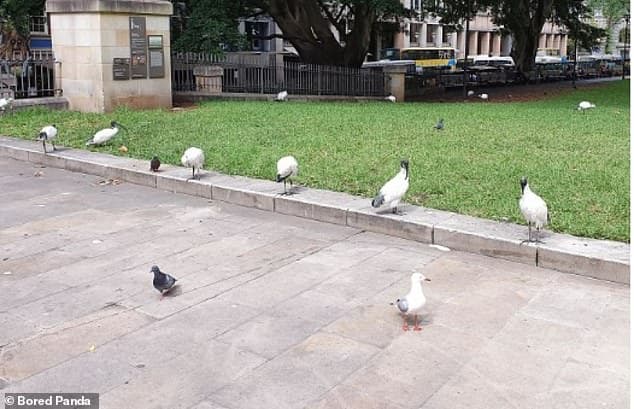 27322164-8230201-These_Australian_white_ibis_believed_to_be_located_in_Sydney_ill-a-102_1587137290195