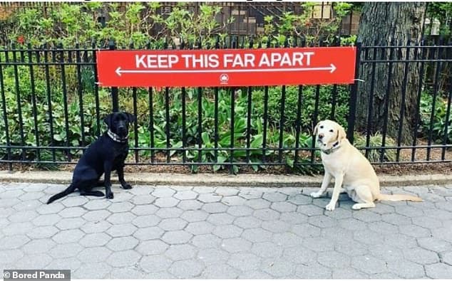 27322168-8230201-Good_doggies_These_dogs_proved_to_be_experts_at_social_distancin-a-103_1587137295141
