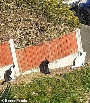 27322172-8230201-Cats_all_line_up_against_a_fence_in_the_UK-a-12_1587285936370