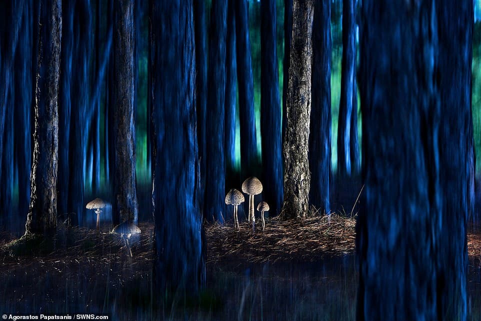 28247922-8306695-This_Landscapes_Waterscapes_Flora_finalist_image_shows_an_ethere-a-25_1589183975535
