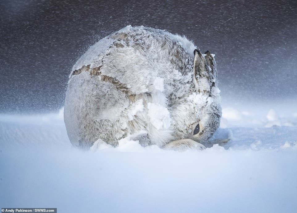 28247924-8306695-A_stunning_picture_of_a_Scottish_hare_curled_into_a_perfect_ball-a-27_1589183975561