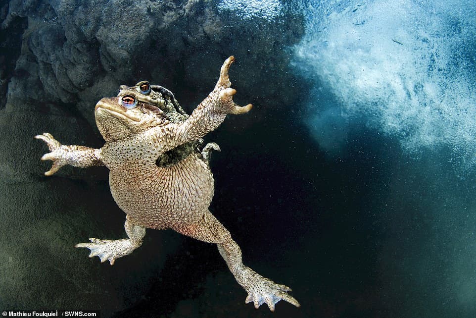 28247926-8306695-This_image_which_earned_a_place_in_the_finals_for_the_Aquatic_Li-a-24_1589183975526
