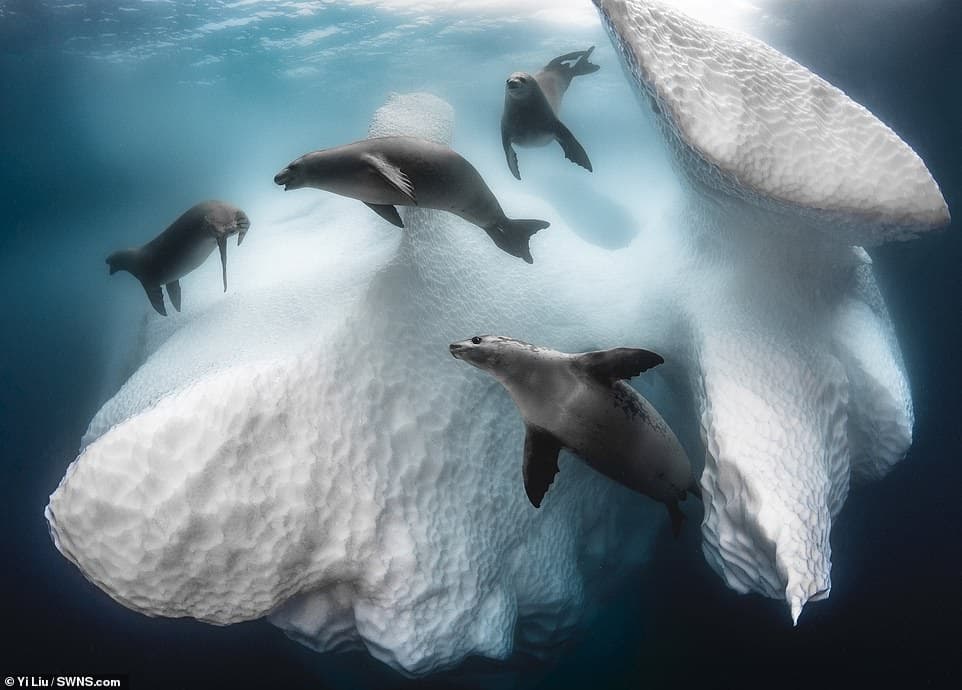 28247932-8306695-Frenchman_Greg_Lecouer_s_shot_of_a_group_of_Antarctic_crabeater_-a-23_1589183975520