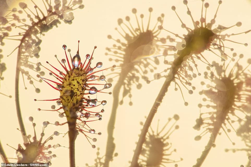 28247934-8306695-Landscapes_Waterscapes_Flora_Winner_Sundew_Drosera_intermedia_Th-a-31_1589183975888