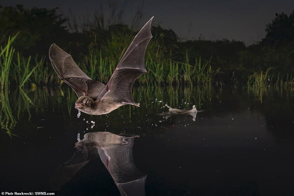 28247938-8306695-The_winner_of_the_Winged_Life_category_shows_a_Mozambican_long_f-a-20_1589183975445