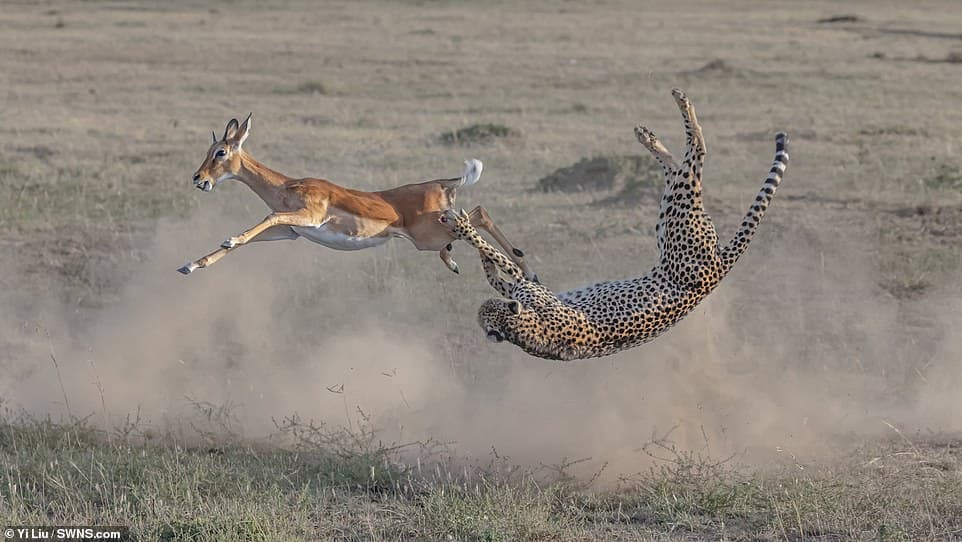 28247942-8306695-Other_category_winners_included_an_amazing_shot_of_a_cheetah_twi-a-21_1589183975491
