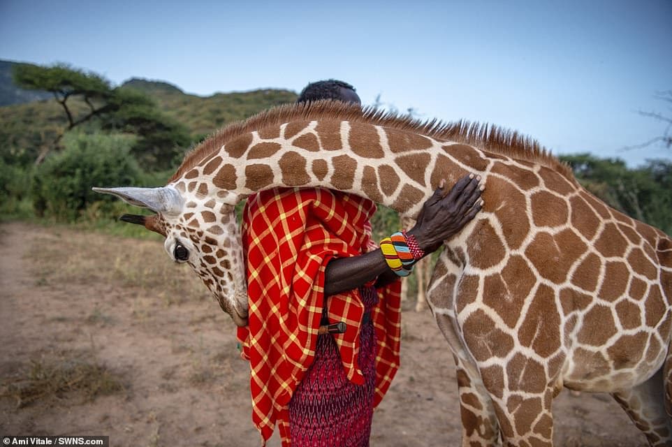 28247946-8306695-The_winner_of_the_Photo_Story_category_shows_a_reticulated_giraf-a-28_1589183975866