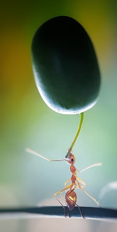 29235418-8389843-An_ant_carries_a_leaf_several_times_bigger_than_its_body_over_it-a-56_1591303100747
