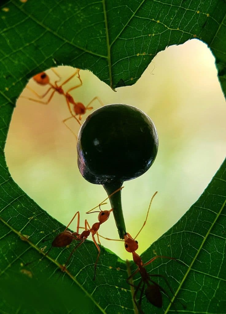 29235438-8389843-Ants_are_found_on_every_continent_except_Antarctica_there_are_es-a-46_1591303100452 (1)