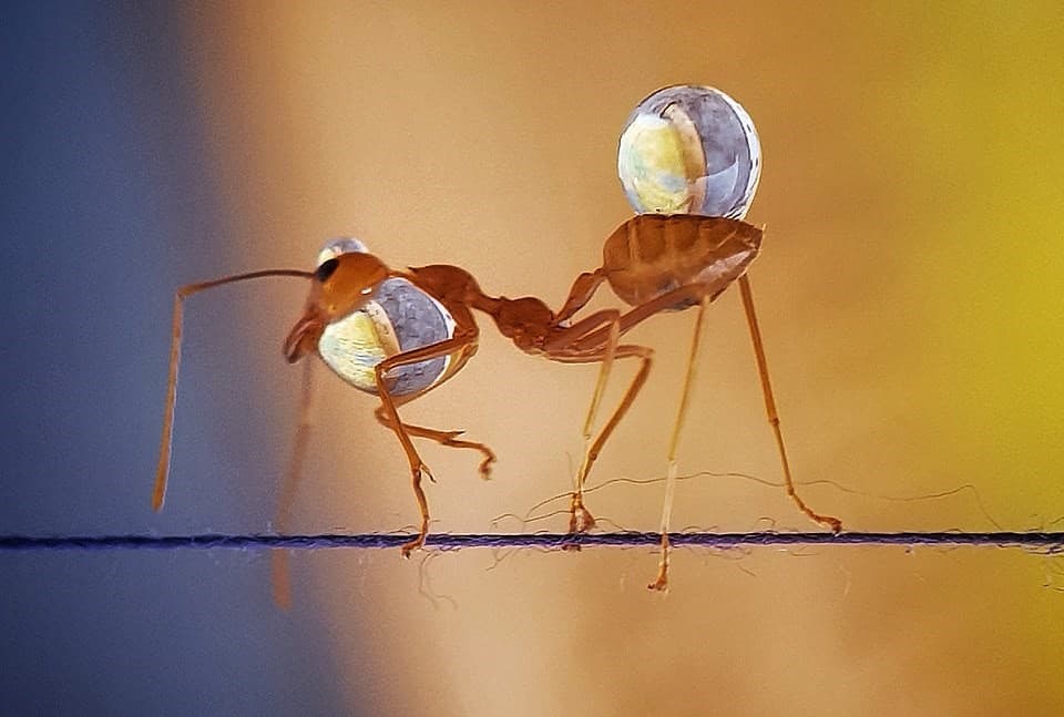 29235440-8389843-The_little_critters_carry_drops_of_water_on_their_backs_and_on_t-m-71_1591304291787