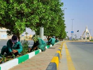 بلدية الزلفي تغرس 13 ألف زهرة في المحافظة