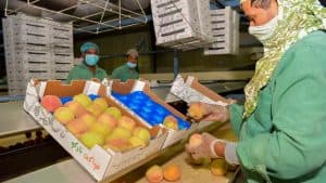 العنب والخوخ يتصدران المنتجات الصيفية بتبوك
