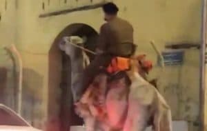 شرطة مكة: ممتطي الجمل معتل نفسياً