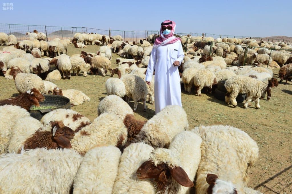 000-6522183701595882948821 مواشي حائل