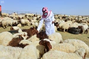 أسواق المواشي بحائل تكتظ بمتسوقيها
