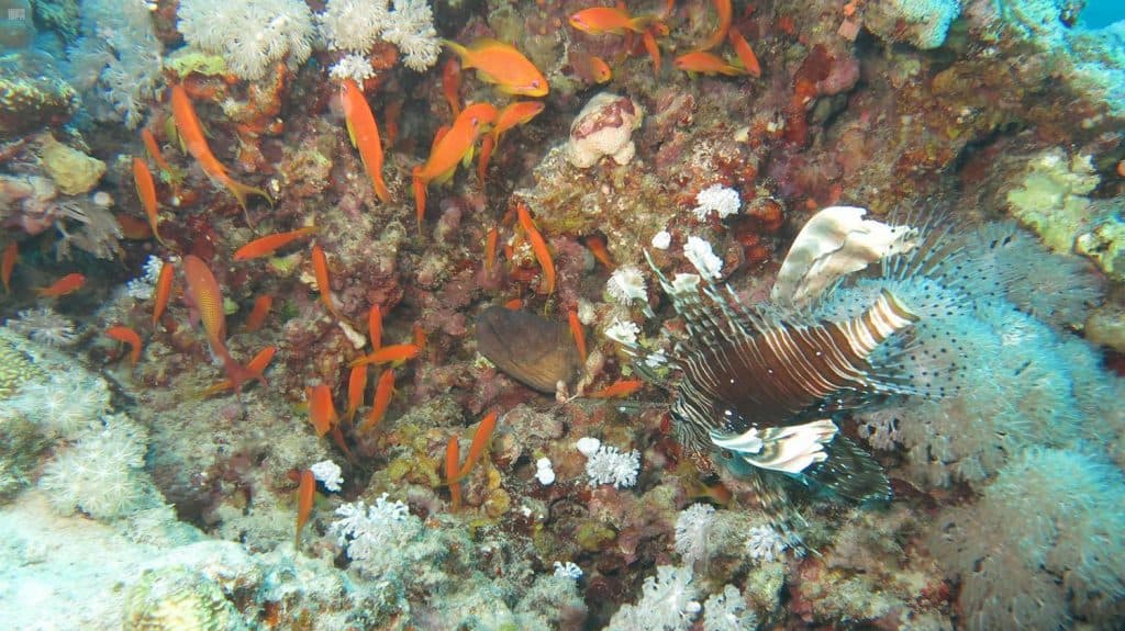 DST_1395579_2009250_202008212044144475 حقل