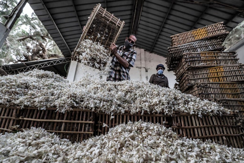 EGYPT-AGRICULTURE-JASMINE