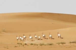 محمية عروق بني معارض.. موطن المها العربي وظباء الريم وغزلان الجبل