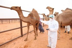 “البيئة”: سنعمل على ترقيم جميع الإبل المسجلة خلال الـ ٣ شهور المقبلة