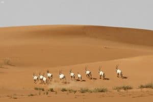 بدء تطبيق اللائحة التنفيذية لصيد الكائنات الفطرية البرية في المملكة