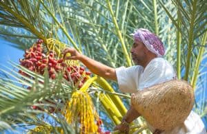 “الفاو” توافق على طلب المملكة بإقامة سنة دولية للتمور