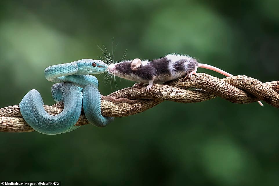 39482806-9277805-In_the_picture_captured_by_Indonesian_photographer_Dzul_Dzulfikr-a-15_1613728347087