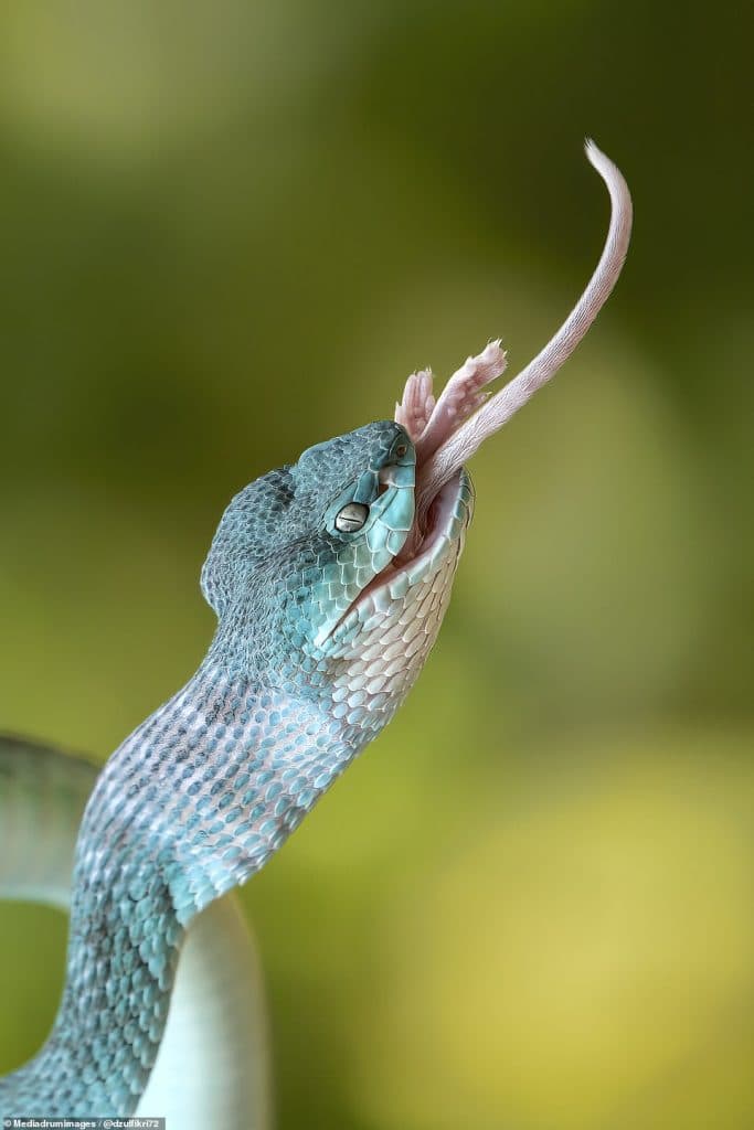 39482816-9277805-Incredible_images_show_the_moment_a_mouse_is_gobbled_up_whole_af-a-4_1613730535719