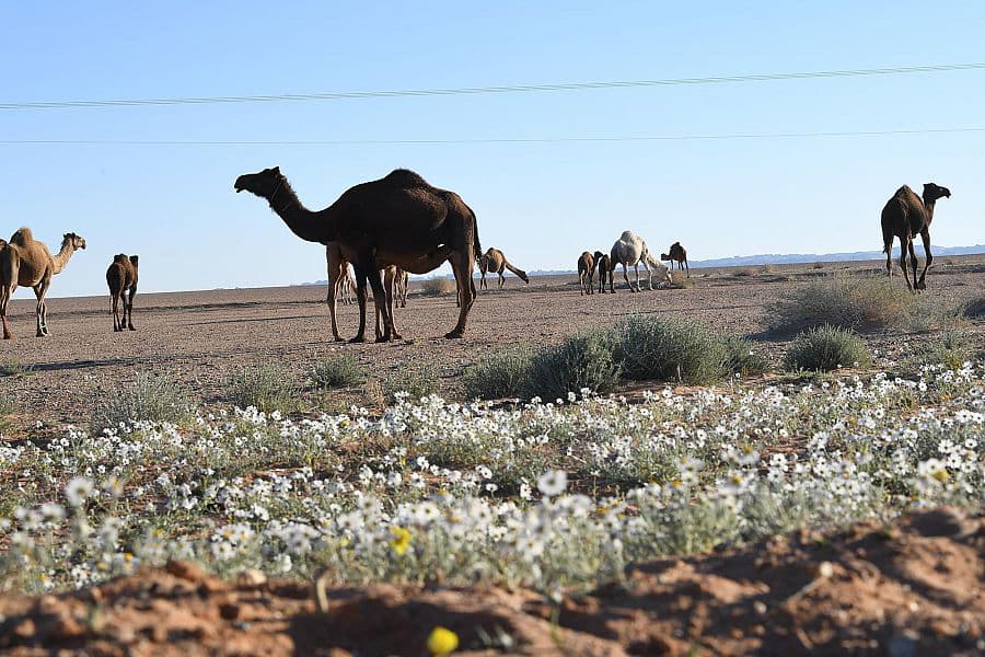 DST_1516587_2321587_71_5_2021030718333450