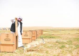 الأمير تركي بن محمد بن فهد يتفقد محمية الإمام تركي بن عبدالله الملكية