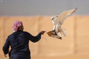 بروفيسورة أمريكية: “هدد” يضم أمهر العلماء في الحفاظ على سلالات الصقور النادرة